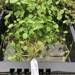 ②🐟水草いろいろ 7ポットまでの画像