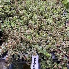 ②🐟水草いろいろ 7ポットまでの画像