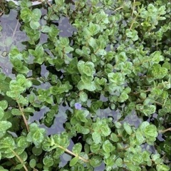 ②🐟水草いろいろ 7ポットまでの画像