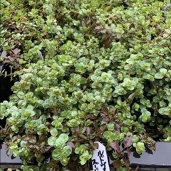 🐟水草いろいろ 7ポットの画像