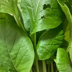 小松菜　10束程　約200gの画像