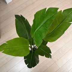 フェイクグリーンの画像