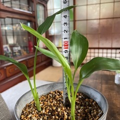 極楽鳥花　3株（ストレチアレギネ）の画像