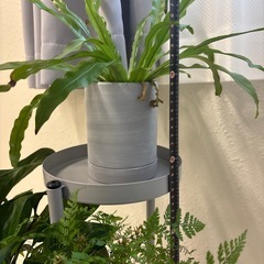 　3段ラック　観葉植物ラック　グレー　の画像