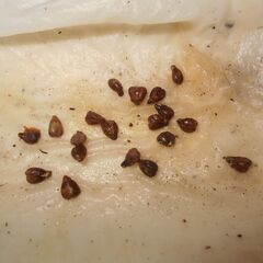 種子　巨峰の画像