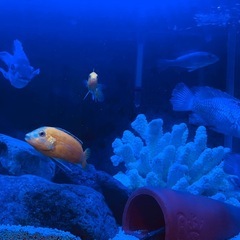 アフリカンシクリッドやカラシン系の画像