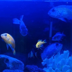 アフリカンシクリッドやカラシン系の画像