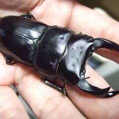 京都府産オオクワガタ F2 ♂75.8ミリ♀49.2ミリ　ペアの画像