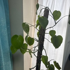 特大モンステラ130cmくらい支柱つきの画像