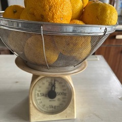 柚子 無農薬の画像