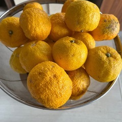 柚子 無農薬の画像