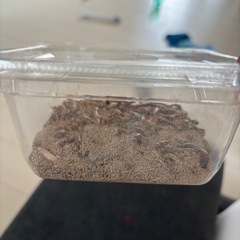 ミディアムワームの画像