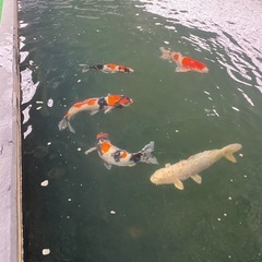 鯉の預かり　大きくなるまでの預かりしてますの画像