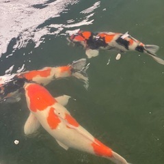 鯉の預かり　大きくなるまでの預かりしてますの画像