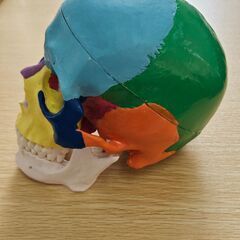 頭蓋骨模型 カラフル 分解可能 立体モデル 人体模型 学習用 置物の画像