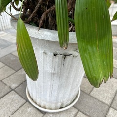 観音竹　高さ約130センチの画像