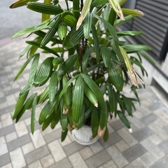 観音竹　高さ約130センチの画像