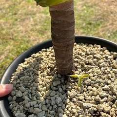 アガベ アテナータの画像