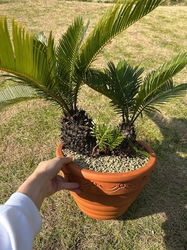 ソテツ テラコッタ鉢入