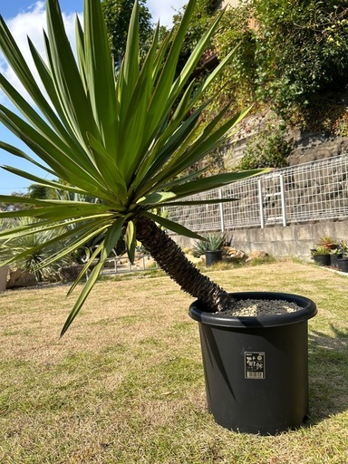 ユッカ グロリオサ