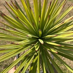 ユッカ アロイフォリアの画像