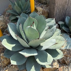 アガベ　パリートランカータ　一部線状斑入り　検)ドライガーデン　観葉植物の画像