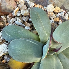 アガベ　パリートランカータ　一部線状斑入り　検)ドライガーデン　観葉植物の画像
