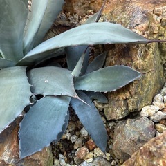 アガベ　パリーハイブリッド　子株付き　検)ドライガーデンの画像