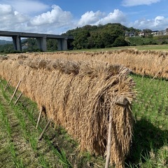 【天日干しもち米】マンゲツモチ　5kgの画像
