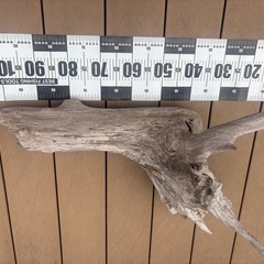 流木　大の画像