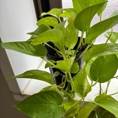 ポトス　ライム　の画像