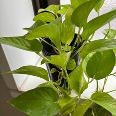 ポトス　ライム　の画像