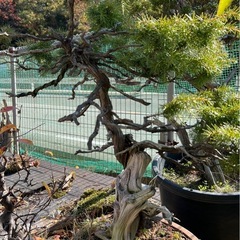 黒松（クロマツ）の盆栽40〜50年　※幹のシャリが味わい深い樹形の画像