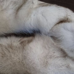 ★6500円でいいです★　サガフォックス　サガファー　ホワイトの画像