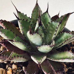 アガベ　曲棘八荒雷神　の画像