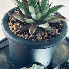 アガベ　曲棘八荒雷神　の画像