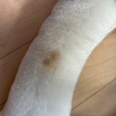 （取引中）ホワイトタイガー　ぬいぐるみの画像