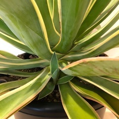 アガベ　ベネズエラの画像