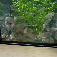 原種ブラックパラダイス幼魚10匹セット の画像