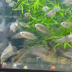 原種ブラックパラダイス幼魚10匹セット の画像