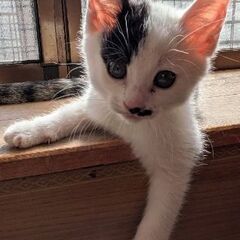 この子達の家族になってあげて下さいm(_ _)m