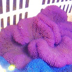 ハタゴイソギンチャク　パープルの画像