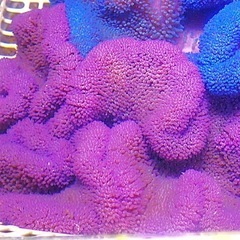 ハタゴイソギンチャク　パープルの画像