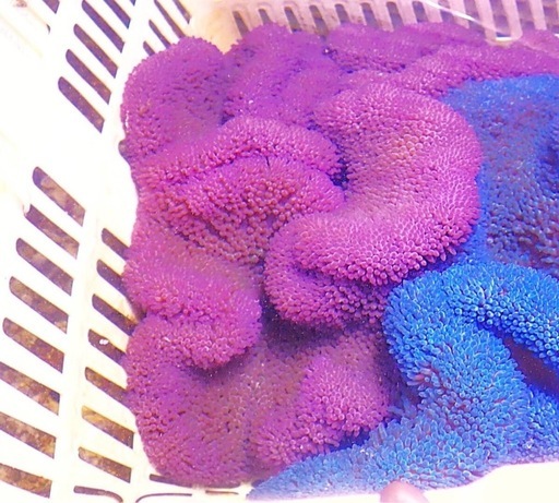 最終値下げ　ハタゴイソギンチャク　パープル