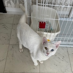 オッドアイの甘えん坊くん❤️