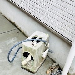 ホース　ゆずります　20m 15mの画像