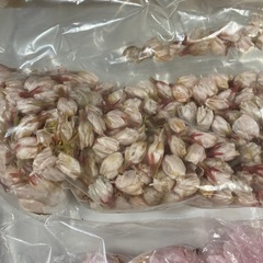 あげます！桜セットの画像