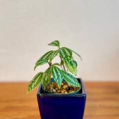 🉐値下！珍種植物！ピレア！雑貨ポッド付き！まるで作り物のような葉っぱ！の画像