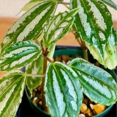 🉐値下！珍種植物！ピレア！雑貨ポッド付き！まるで作り物のような葉っぱ！の画像