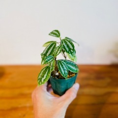 🉐値下！珍種植物！ピレア！雑貨ポッド付き！まるで作り物のような葉っぱ！の画像